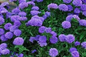 Aster Showmakers Blue Bayou